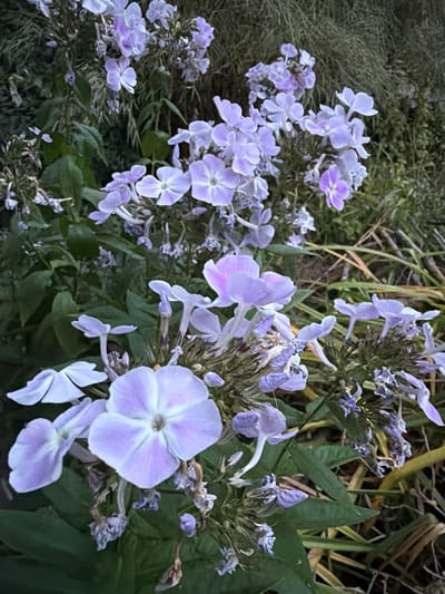 The image depicts a cluster of light purple phlox flowers with green foliage and dry grass in the background. The flowers are in various stages of bloom, with some fully open and others still budding. Some of the flowers have dried and withered petals. The scene appears to be an outdoor garden setting, possibly in Creußen, Germany, given the provided context, although the image itself does not contain any explicit geographical indicators. There are no people or animals present in the image, and no specific actions or interactions are depicted. The lighting suggests it may be dusk or a shaded area.