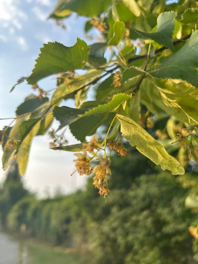 This is a close-up, low-angle outdoor shot of linden tree blossoms and leaves in Środa Wielkopolska, Poland. The blossoms are small, clustered, and appear to be in the process of developing into fruit or have recently finished blooming, with some brown, dried stamens visible. The leaves are green with serrated edges and some appear to have minor damage. The background is a blurred expanse of green foliage, likely more trees or bushes, and a hint of a road or path on the left side. The sky above is light blue with scattered white clouds. The sunlight suggests it is either morning or late afternoon. There are no people or animals visible in the image. The overall impression is a natural scene focused on the details of the tree's reproductive parts.