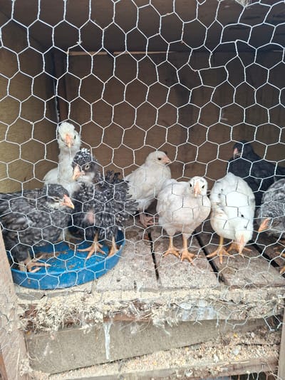 The image shows a group of chicks in a chicken coop behind a wire mesh. The coop appears to be constructed of wood. There are white and black/gray speckled chicks. A blue container is also visible in the coop. The surrounding environment includes building materials and debris. The image does not contain information that indicates the city of Moshtanets, Bulgaria. There are no people visible in the image.
