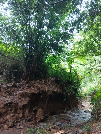 The image depicts a natural environment within Situm, Papua New Guinea, specifically a narrow gully or streambed. A small, shallow stream with rocky beds flows from the background towards the foreground, centered slightly to the right. The left side of the scene features a steep, eroded bank composed of dark brown earth and scattered rocks, rising sharply. This bank is heavily vegetated, primarily by dense clusters of tall bamboo trees with dark green foliage extending upwards and overhead, creating a partial canopy. Additional smaller green plants are interspersed along the bank. The right side of the stream also shows dense green foliage, likely bamboo and other undergrowth. Light, possibly from an overcast sky, filters through the dense tree canopy, illuminating the scene. No individuals, man-made structures, or explicit actions are observed. The ground in the immediate foreground contains fallen leaves and bamboo debris.