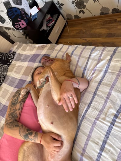 A medium-shot, overhead view shows a woman lying on a bed covered with a striped blanket, being embraced by a tan-colored dog. The woman is wearing a pink shirt and has extensive tattoos covering her arms. Her dark hair is visible beneath the dog's head, suggesting she is lying on her back. Her arms are wrapped around the dog. The dog is lying across her torso with its paws visible, resting on her arms. A bedside table with items on it is visible on the left of the image. The background includes a patterned wall. This is presumably indoors, possibly in a home. There is no information available in the picture to suggest the location is Mihailovo, Bulgaria.