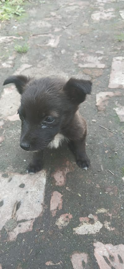 A black puppy with a white patch on its chest sits on a paved surface composed of concrete and bricks. The puppy's ears are pointed upwards, and it has dark eyes and a black nose. The ground is wet and uneven, with some sparse green vegetation visible in the background. The scene appears to be an outdoor setting in Arkadak, Russia.