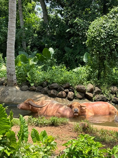 Two albino water buffalo are submerged in muddy water, resting. The buffalo on the left has large, curved horns and is facing left. The buffalo on the right is facing forward, with its mouth open and teeth visible, appearing to be panting or vocalizing. The water is brown and murky, with some grass growing along the edge. In the background, there is a dense green forest with lush foliage and tall trees. A large, segmented coconut palm trunk stands to the left of the frame. The ground around the water is dirt and grass.