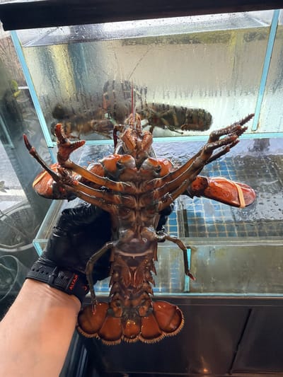 A large brown lobster is held in front of a water-filled glass tank. The lobster's claws are bound with rubber bands. A hand wearing a black glove holds the lobster. The tank contains another lobster. The location is Saint Julian's, Malta.