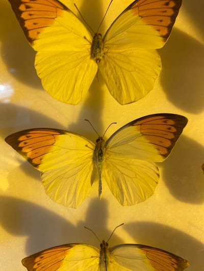 Three mounted butterflies are displayed in a row against a pale yellow, possibly artificial, background. The butterflies share a similar pattern: predominantly pale yellow wings with a band of orange and brown markings along the outer edge of each wing. The butterflies appear to be pinned or adhered to the background, which suggests a museum or collector's display. There are shadows on the surface. The location in the city of Konya, Turkey is not visually discernible from the image.