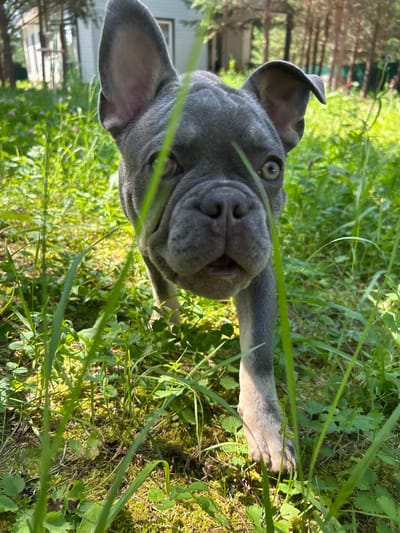 In the city of Tyunevo, Russia, a close-up, low-angle shot captures a gray French Bulldog puppy walking through lush green grass and mossy ground. The puppy's head is the central focus, with its large ears perked and its eyes wide open, looking directly at the camera. The puppy's mouth is slightly open, giving it an inquisitive expression. Blades of grass are prominent in the foreground, some obscuring parts of the puppy's face and body. In the background, out of focus, are trees and a building, suggesting a residential or outdoor setting. The lighting indicates it is daytime, with sunlight illuminating the scene and creating a vibrant, natural atmosphere.