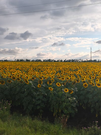 An outdoor, vertical, medium shot captures a vast field of sunflowers under a cloudy sky. The sunflowers, predominantly yellow with dark centers, fill the majority of the frame, stretching towards the horizon. Their large green leaves and thick stalks are visible, with some sunflowers appearing slightly wilted. In the background, a line of dark green trees forms a distant border. Power lines are strung across the upper portion of the sky, and a single utility pole stands on the right side. The lower foreground shows a strip of blurred green grass and some small, pink wildflowers. The scene is set in Rodionov, Russia.