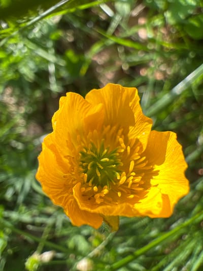 A close-up, top-down shot captures a bright yellow buttercup flower in full bloom. The flower, positioned slightly to the right of the center of the frame, displays delicate, crinkled petals and a vibrant green, stamen-filled center. The background consists of blurred green grass and dappled sunlight, creating a soft bokeh effect. The scene is set in the natural landscape of Motički gaj, Montenegro, where the wild flora thrives under the sun.