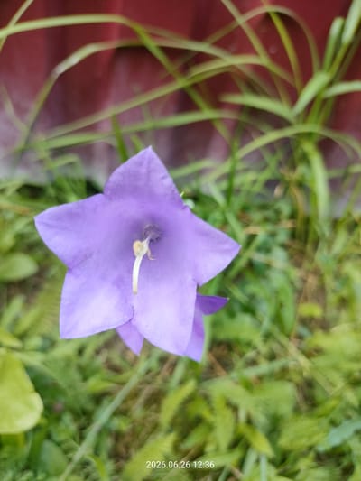 A single, bell-shaped, purple flower is the central subject of the image, shown in close-up from a slightly elevated perspective. The flower's petals are fanned out, revealing a pale yellow stamen in its center. The background consists of out-of-focus green grass and a blurry, dark red surface, possibly a fence or wall. The image is an outdoor scene, likely in a garden or natural setting. A timestamp reading "2026.06.26 12:36" is visible in the bottom right corner. The location is specified as Левино Аозт Дп, Russia.