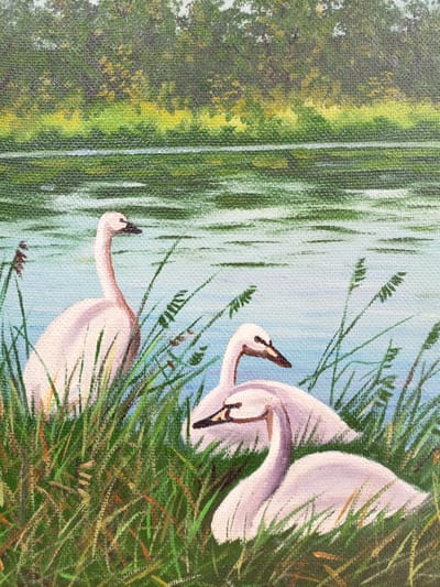 The painting depicts three white swans in tall green grass near a body of water. In the background, a line of trees forms a dark green silhouette against a lighter green and yellow area of foliage. The water is a light blue with green ripples, suggesting a calm surface. One swan is positioned to the left, its neck elegantly curved, facing left. Two other swans are closer together on the right, with one slightly behind the other, both facing left. The swans are rendered with light pinkish-white tones, and their eyes are dark dots. The grass is painted with various shades of green, with some brown and yellow stalks interspersed. The painting style appears to be oil on canvas, with visible brushstrokes creating texture. The scene is serene and naturalistic, evoking a peaceful wetland environment. This scene could be anywhere with similar natural elements. Churapcha, Russia, is a rural area with many lakes and natural landscapes, so such a scene could be found there.