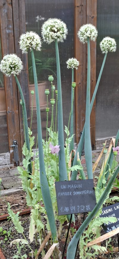 In an outdoor setting in the city of Malda, Estonia, a botanical garden features a close-up view of several flowering plants. The foreground is dominated by tall, thick green stalks topped with spherical white flower clusters, characteristic of ornamental onions. Interspersed among these are poppy plants with delicate, light pink flowers and numerous green seed pods in various stages of development. A small sign with white lettering on a black background is partially visible, reading "UNIMAGUN PAPAVER SOMNIFERUM" and some symbols below. In the background, a weathered wooden structure with glass panels, possibly a greenhouse or shed, provides a rustic backdrop. The ground is covered with soil, mulch, and some scattered dry leaves. The lighting suggests it is daytime.
