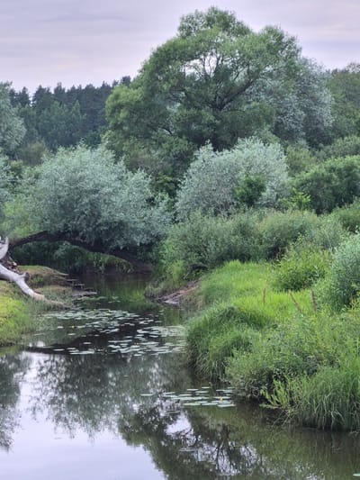 The image displays a natural scene by a body of water, likely a river or lake, in Sooblase, Estonia. The foreground features the water's surface, reflecting the surrounding trees and vegetation. Scattered across the water are several lily pads, some with small yellow flowers. The bank on the right is densely covered with lush green grass and trees, creating a vibrant, verdant landscape. On the left side of the image, a large tree with a lighter, grayish-green foliage dominates, its branches reaching out. Behind it, a dense forest of dark green trees stretches towards the horizon. The sky above is overcast and a pale gray, suggesting a cloudy day. A fallen log rests on the bank near the water's edge, adding a rustic element to the scene. The overall impression is one of peaceful tranquility and natural beauty, typical of a rural, temperate environment. No people, objects, or text are prominently visible in the image.