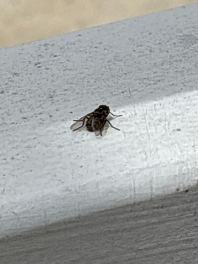 A fly is on a light gray wall. The fly is dark with patterned wings. The wall appears to be textured.