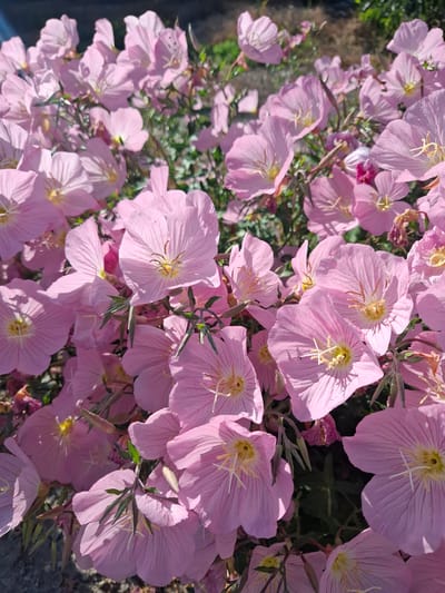 This image shows a dense cluster of pink evening primrose flowers in full bloom. The flowers are predominantly a soft pink color with yellow centers and delicate, thin petals. Some flowers are fully open, revealing their stamens, while others are partially closed or in bud. Green foliage and stems are interspersed among the blossoms, and the background appears to be a mix of out-of-focus greenery and darker, possibly rocky or paved, areas. The lighting suggests it is daytime, with sunlight casting shadows and highlighting the petals. There are no people or animals visible in the image. The scene depicts a naturalistic garden or wild growth. The context of Varvarovka, Russia, suggests this is an outdoor scene in a rural or suburban setting.