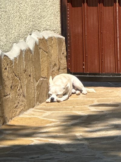 A small, light-colored dog is lying upside down on a stone ledge adjacent to a light-colored brick wall. The ledge is composed of irregularly shaped stones. A brown window shutter is visible to the left of the dog. The location is Mechkarevo, Bulgaria.