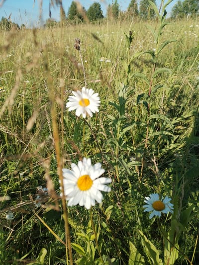 In a field of tall, dry grass in Rezvovo, Russia, three white daisies with yellow centers are in bloom. The largest daisy is in the foreground, slightly out of focus, with its petals spread wide. To its left and slightly behind, another daisy is in focus, showing its delicate white petals and bright yellow center. A third, smaller daisy is visible in the background, also in focus. The field is a mix of green and golden hues, with trees forming a distant treeline against a clear blue sky. The lighting suggests it is daytime, likely late morning or early afternoon, with the sun casting shadows.