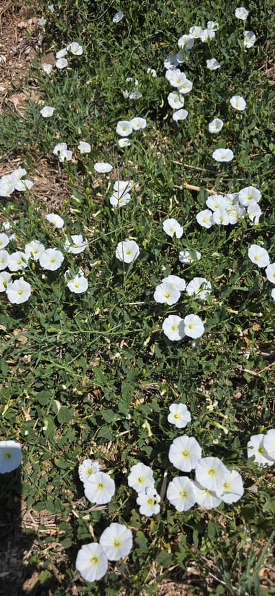 This media file depicts a close-up view of a ground cover of field bindweed (Convolvulus arvensis) in bloom. The scene is set outdoors, with the bindweed plants forming a dense carpet of green foliage interspersed with numerous white, trumpet-shaped flowers. Each flower typically has five petals and a yellow center. The plants are growing on a mix of soil and dry grass, suggesting a natural or uncultivated setting.

The image captures a moment during the day, likely mid-morning or afternoon, given the bright lighting and distinct shadows cast by the plants. The sunlight highlights the delicate structure of the flowers and the texture of the leaves and stems. There are no people or artificial objects visible in the frame, focusing entirely on the botanical subject.

The location context provided is Angüés, Spain, which suggests a Mediterranean or temperate climate, consistent with the presence of this common weed. The overall impression is one of natural growth and the simple beauty of wildflowers in a sunlit environment. No text is visible in the media file.
