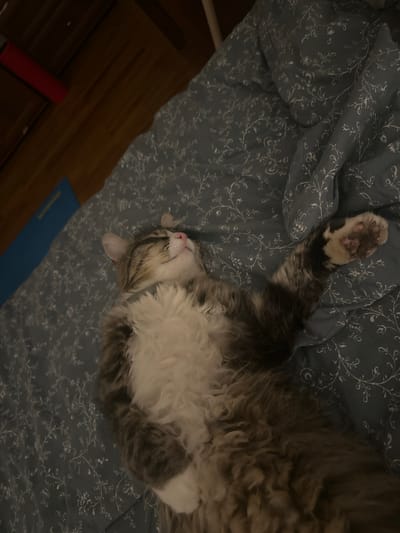 The media file shows a cat sleeping on a bed with a floral patterned duvet. The cat is lying on its back with its belly exposed, and its eyes are closed. Its fur is a mix of grey, white, and brown, and it has a long, fluffy tail. The room appears to be dimly lit, suggesting it might be nighttime or a room with the lights dimmed. A wooden surface, possibly a dresser or table, is visible on the left side of the image, with a red object and a blue mat lying on it. The overall impression is one of comfort and relaxation, as the cat appears to be deeply asleep. There is no visible text in the image.