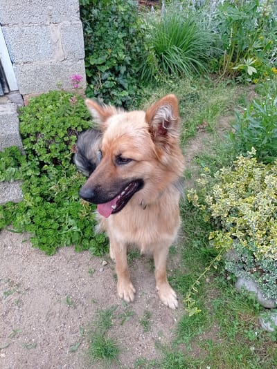 A medium-sized, tan-colored dog with erect ears and a fluffy tail sits on a patch of dirt next to lush green plants and a grey concrete structure. The dog's mouth is open, with its tongue visible. The background consists of various plants, including tall grass and smaller leafy shrubs, suggesting an outdoor garden setting. The concrete structure appears to be part of a building's foundation or wall. The lighting suggests it is daytime. The scene is located in Kubanskiy, Russia.