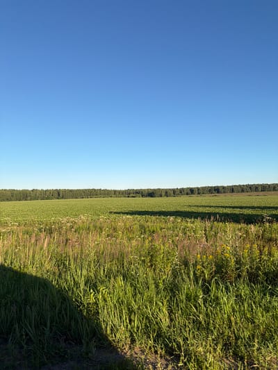 The image depicts a wide, flat field under a clear blue sky. The foreground is dominated by tall, green grass and wildflowers, with a dark shadow cast across the left side, suggesting the presence of an unseen object or structure. In the middle ground, a cultivated field of low-lying green plants stretches horizontally across the frame, casting subtle shadows. A dense line of trees forms the horizon, separating the fields from the sky. The scene is likely located in the rural outskirts of Stoyan'evo, Russia, given the expansive agricultural landscape and the typical vegetation and tree lines found in such regions. There are no people or animals visible in the image.