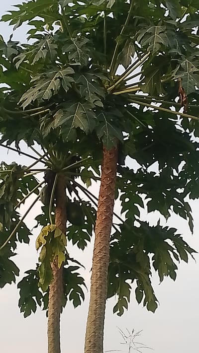The image shows two papaya trees with large, palmate leaves. The trunks are textured and brown. Some green papayas are visible hanging from one tree. The background is a pale sky. The location is Asubi, Nigeria.