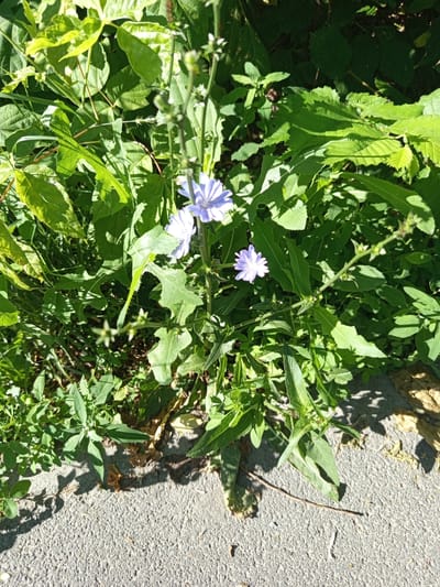 The image depicts a close-up view of wild chicory flowers (Cichorium intybus) growing alongside a paved surface, likely a sidewalk or pathway. The flowers are a delicate pale blue with yellow centers, and they are surrounded by lush green foliage. Some of the leaves are broad and lobed, characteristic of chicory, while other, smaller leaves from surrounding plants are also visible. Sunlight filters through the leaves, creating dappled shadows on the textured grey pavement. The scene appears to be an urban or suburban setting within the city of Novotroitsk, Russia, where such wild plants commonly grow in overlooked spaces. There are no people or animals visible in the frame. The overall impression is one of natural beauty asserting itself in a man-made environment.