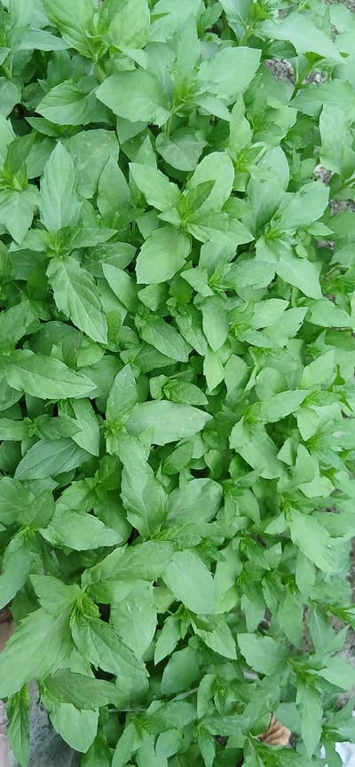 The image is a close-up, overhead shot of a dense patch of vibrant green basil plants. The leaves are ovular with serrated edges and are arranged in opposing pairs along the stems, typical of basil. The lighting suggests it is daytime, with soft, diffused light. There are no people or visible structures in the frame, only the plants and a hint of the ground beneath them, which appears to be soil and possibly some small stones. The overall impression is one of lush, healthy foliage. The location is stated to be Andijani, Uzbekistan, though this information cannot be visually verified from the image itself.