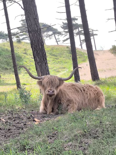 The image depicts a Highland cow resting in a grassy area amidst trees. The cow is lying down, its long, shaggy coat and impressive horns clearly visible. The background includes a wooded area, with pine trees lining a hill. The scene is located in Overveen, Netherlands, as Highland cattle are known to graze in the Kennemerland National Park in this area. The foreground consists of grass and soil with pine needles. The sky is overcast, providing soft lighting for the scene.