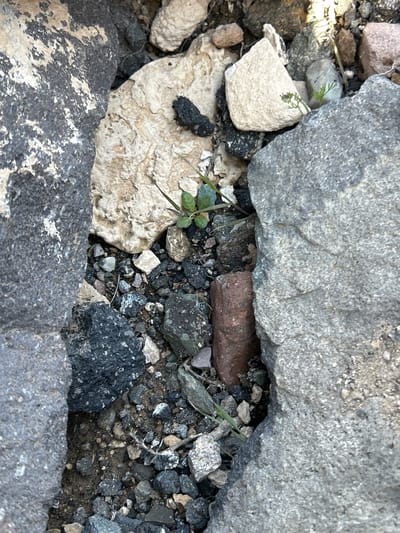 The image depicts a ground-level scene in Aniavan, Armenia, featuring a collection of rocks and small plants. Two large, roughly rectangular rocks, one gray and the other a lighter off-white, frame the image. The gap between these larger rocks reveals a mixture of smaller rocks, pebbles, and sparse vegetation. The smaller rocks are a variety of colors, including black, white, gray, and brown. A few small green plants are visible, growing between the rocks. The overall impression is of a dry, rocky environment with minimal plant life.