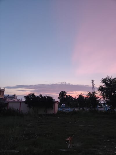An outdoor, low-angle, full shot captures a dog walking across a dark grassy field during twilight in Noida, India. The sky is a gradient of soft blues and pinks, with scattered clouds near the horizon. In the mid-ground, silhouetted trees and buildings, including a cell tower, are visible against the colorful sky. The foreground is dominated by tall, dark grass, with some debris scattered on the ground. The dog, appearing to be a medium-sized breed with brown and white fur, is walking towards the right side of the frame, its tail raised. The lighting suggests the sun has recently set, casting a dim glow over the scene.