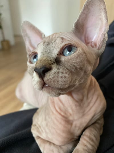 A close-up, high-angle shot features a hairless cat with light blue eyes and prominent ears. The cat's skin appears wrinkled and pinkish-gray in tone. The nose is dark, and a single tooth is visible. Part of the cat's body and a dark, possibly black, fabric are visible in the background. The setting is indoors. No location information is provided.