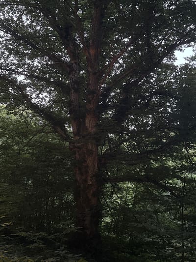 The image shows a large, old tree with a thick, gnarled trunk and extensive branches covered in dense green foliage. The tree is situated in a natural environment, likely a forest or park, with a backdrop of more trees and vegetation. The lighting suggests it may be an overcast day, as the light is diffused and the scene is somewhat dim. There are no people or any man-made structures visible in the image. The focus is on the grandeur and natural state of the tree and its surroundings. The image appears to be taken in or around Lisnyky, Ukraine, a location known for its natural beauty and forested areas.