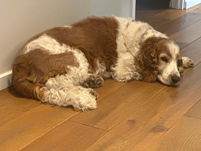 A brown and white cocker spaniel dog is lying on a wooden floor next to a light-colored wall. The dog is curled up, with its head resting on the floor. The dog's fur is long and wavy. The wooden floor has a natural finish and is made up of planks. The background shows a doorway with a white door frame. The lighting suggests it is daytime. The scene is indoors. There are no people visible in the image. The location is not identifiable as Oldemarkt, Netherlands.