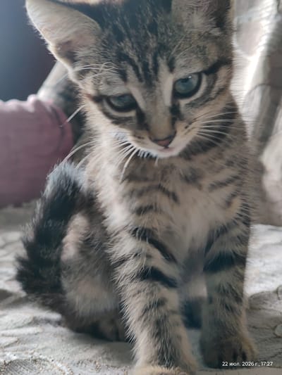 A close-up, waist-up, slightly out-of-focus portrait shows a young tabby kitten with green eyes sitting on a patterned surface, possibly a blanket or upholstery. The kitten's fur is a mix of grey, black, and brown stripes. Its ears are pointed, and its whiskers are long and white. The kitten's gaze is directed slightly downward and to its left. The background is blurred, with hints of a pinkish object on the left and a bright, diffused light source on the right. The lower right corner of the image displays a timestamp: "22 июл. 2026 г., 17:27". No specific location in the city of Viktorovka, Kazakhstan, is identifiable from the visual information provided.