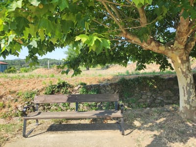 A wooden park bench with black metal legs sits on a dirt path under the shade of a large tree with green leaves and a mottled, light-colored trunk. Behind the bench, a low stone wall is covered with green ivy and vegetation. Beyond the wall, a dry, grassy hillside slopes upward, dotted with some rocks and sparse green plants. In the background, a few trees and hills are visible under a clear blue sky. The scene appears to be in a rural or park-like setting.