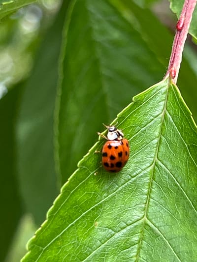 A close-up photograph depicts a single, adult ladybug (Coccinellidae family) positioned on a vibrant green leaf. The ladybug, prominently featured on the left side of the frame, exhibits an orange-red elliptical body covered with distinct black spots, and a black and cream-colored head and thorax region with visible antennae. The leaf, characterized by its deep green hue and intricate vein network, occupies the central and lower right portions of the image. A reddish-pink plant stem, displaying two small, red, oblong structures and fine hairs, extends diagonally into the upper right corner, partially obscured by the leaf. The background consists of out-of-focus green foliage, creating a shallow depth of field. The scene is illuminated by natural light. This image was captured in Mshanets, Ukraine.
