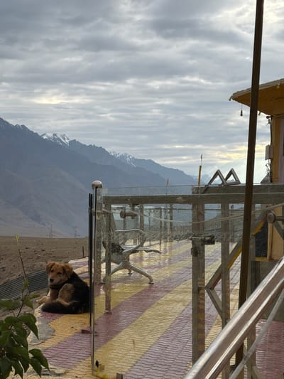 This is a medium shot, eye-level photograph taken outdoors in Chumkar, India. The image features a shaggy, medium-sized dog with brown and black fur lying down on a patterned walkway made of red and yellow tiles. The dog is positioned on the left side of the frame, looking towards the left. Behind the dog, the ground is a dry, dusty terrain. In the mid-ground, there is a glass railing with metal posts. On the walkway, there is a silver chair with a metallic base. Beyond the railing, a vast mountain range with snow-capped peaks is visible under a cloudy sky. To the right of the frame, a portion of a yellow building with a slanted roof and a wooden support post is visible. The overall lighting suggests it is either early morning or late evening, with diffused light coming through the clouds.