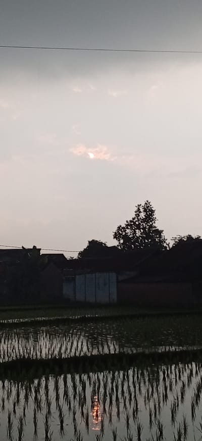 The image depicts a serene rural landscape in Ciapus, Indonesia. The scene is dominated by a partially obscured sun peeking through soft clouds, casting a gentle, diffused light. In the foreground, a flooded rice paddy stretches across the frame, with rows of young rice plants standing tall in the shallow water. The water reflects the sky and the surrounding environment, creating a rippling, mirrored effect.

Behind the rice paddy, a cluster of dark silhouettes represents a village. Traditional houses with sloped roofs are visible, nestled amongst trees. One building, possibly a communal structure, stands out with its lighter colored, textured walls. The overall atmosphere is one of tranquility and natural beauty, characteristic of a countryside setting during twilight or a hazy day. There are no people visible in the image.
