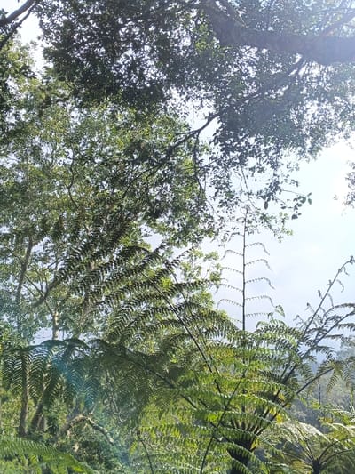 Lush greenery fills the scene, dominated by tall tree ferns with vibrant, intricate fronds. Sunlight filters through the canopy, illuminating the foliage below. Treetops create a dense, verdant ceiling, while glimpses of the sky peek through the gaps. The undergrowth is dense and diverse, showcasing the rich biodiversity of a forest environment.