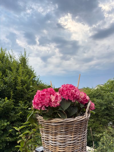 A wicker basket containing several bright pink hydrangeas is positioned in the foreground, with lush green trees and a cloudy sky forming the background. The basket is woven from light-colored material and has a thick braided handle on the right side. A thin wooden stake is visible amidst the flowers, likely used for support. The hydrangeas are full and vibrant, with some lighter pink or white accents on their petals. The leaves of the hydrangeas are dark green and appear healthy. To the left of the basket, a leafy green plant extends upwards. The background is dominated by dense foliage of trees, with some residential rooftops peeking through on the right. The sky is filled with a mix of gray and white clouds, suggesting overcast conditions. The overall scene appears to be an outdoor setting, possibly a garden or balcony, in Wettstetten, Germany. There are no people or animals visible in the image.