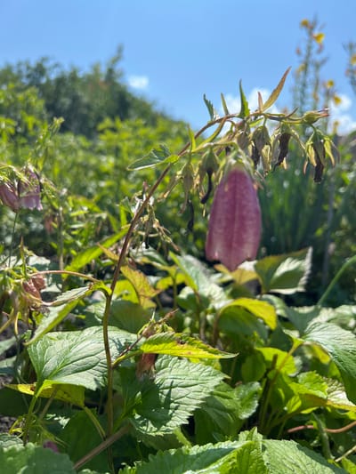 A close-up, low-angle, outdoor shot captures a cluster of bell-shaped flowers and foliage against a blurred background of greenery and a bright blue sky. The central focus is a single, large, pink bellflower hanging from a thin stem. Its petals are slightly translucent, revealing the shadows of veins within. Surrounding it are smaller, withered flowers and buds, some dried and brown, others pale pink. Lush green leaves, some with serrated edges, dominate the foreground, their surfaces catching the sunlight. The background features a dense collection of plants and trees, creating a soft bokeh effect. The lighting suggests a sunny day, with shadows cast by the leaves. The scene appears to be in a natural setting, possibly a garden or wild area, located in Nizhnee Sancheleevo, Russia.