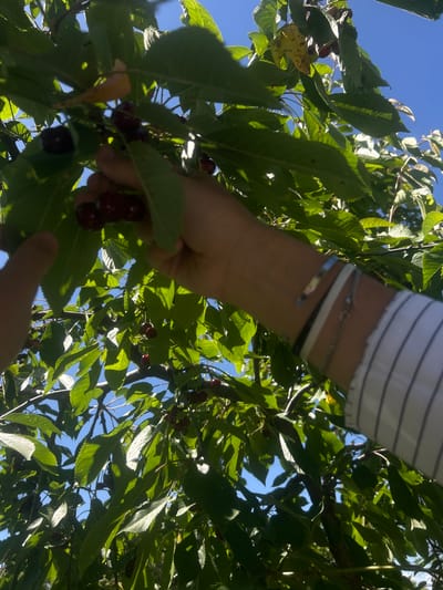 In Kostadinkino, Bulgaria, a person's hands are shown reaching for ripe cherries on a tree. The image is taken from a low angle, looking up into the branches against a clear blue sky. Green leaves and dark red cherries are visible, with sunlight dappling through the foliage. One hand is plucking cherries, while the other is partially visible in the foreground. The person is wearing a white shirt with thin black stripes and bracelets on their wrist. The overall scene depicts a moment of fruit harvesting in a natural, outdoor setting.