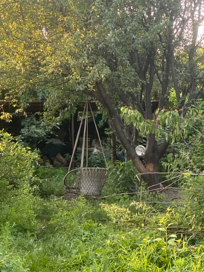 This is a medium-distance, eye-level, full shot of a backyard scene in Lagodekhi, Georgia, bathed in the golden light of late afternoon or early morning. The foreground is dominated by lush, green grass and a dense collection of leafy plants. In the mid-ground, a woven basket swing hangs from the branches of a large tree. To the left of the swing, the dense foliage of the trees creates a dappled shadow. Further into the background, a rustic, wooden structure, possibly a shed or outbuilding, is visible, partially obscured by vegetation and stacked firewood. A clear glass sphere, possibly a decorative garden orb or a lens, is attached to a tree trunk in the mid-ground, to the right of the swing. The overall impression is one of a serene, overgrown garden.