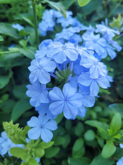 A close-up, eye-level shot captures a cluster of vibrant blue Plumbago flowers in bloom. The flowers have five delicate petals and are arranged in a circular pattern, with some in sharp focus and others softly blurred in the background. Lush green foliage serves as a backdrop, creating a natural and serene setting. The lighting suggests an outdoor environment, likely during daylight hours, with soft shadows indicating diffused sunlight. The image appears to have been taken in a garden or natural landscape, possibly within the municipality of Trachoni, Cyprus, known for its greenery and flora. There are no people or discernible actions captured in this still-life composition.