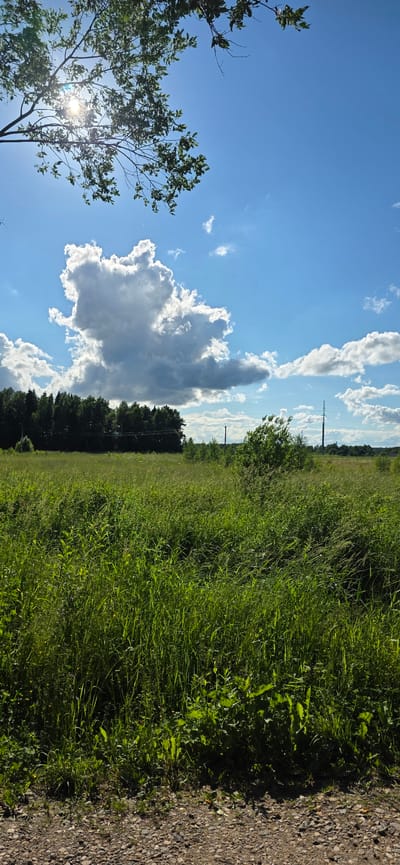 The image captures a bright, sunny day in a rural landscape, likely in Электротехник Снт, Russia. The foreground is a gravel path with scattered pebbles. Behind the path, a dense field of tall, green grass stretches into the distance. A line of dark green trees forms a treeline in the middle ground. Above the trees, a bright blue sky dominates, dotted with fluffy white clouds. The sun is visible, peeking through the branches of a tree in the upper left corner, casting a lens flare. The overall scene is serene and natural.
