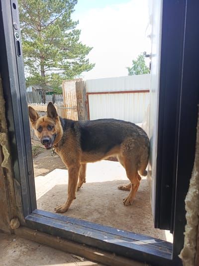 A medium-sized German Shepherd dog stands just inside an open doorway. The dog is primarily brown and black with tan markings, and it wears a brown collar with a silver ring. Its mouth is open, and its tongue is visible. The dog is positioned on a dirt and plywood surface. The doorway appears to be under construction, with exposed insulation and unfinished framing. Outside the doorway, a wooden fence is visible, along with a white corrugated metal fence and a tall pine tree. The background suggests a rural or semi-rural setting, possibly in or near the village of Steklyanka, Russia, given the architectural style and vegetation. The lighting indicates it is daytime, with sunlight casting shadows.