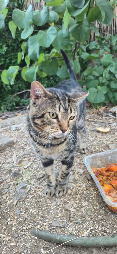 A tabby cat with green eyes stands on a dirt path next to a clear plastic container filled with food. The cat is facing to the right with its body angled towards the viewer, and its tail is visible behind it. The background consists of lush green foliage. The scene appears to be outdoors, possibly in a garden or natural area. The image includes a watermark in the bottom left corner that reads "Galaxy S25 FE". There is no indication of specific location within the city of Almáchar, Spain.