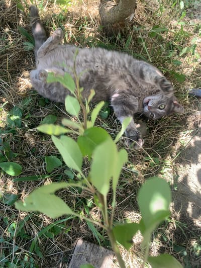 A gray tabby cat is lying on its back in dry grass, with its paws in the air. The cat's mouth is open, and its eyes are wide open and looking towards the camera. In the foreground, there is a blurry green plant with several leaves. The background shows more dry grass and the trunk of a tree. The image appears to have been taken outdoors on a sunny day. The location is specified as Vershorkhenske Rural Settlement, Ukraine.