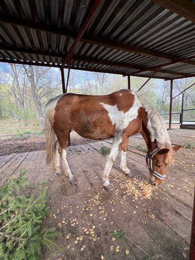 A brown and white horse with a distinct white mane and tail is captured in a daylight scene, engrossed in eating food scattered across a wooden plank floor. The horse wears a blue and white striped halter and is positioned under an open-sided shelter. Its head is lowered towards the ground, consuming small, irregularly shaped pieces of what appear to be fruits or vegetables, possibly apples or carrots, mixed with some lighter pellets.
The setting is an outdoor enclosure or barn area, with a substantial shelter featuring a corrugated metal roof and a frame constructed from wooden and metal beams visible on the left side of the image. The wooden floor beneath the horse shows signs of age and wear. In the background, beyond the confines of the shelter, an array of bare trees with intricate branch patterns suggests either late winter or early spring. A metal fence or gate is discernable further in the distance. Towards the lower right corner, several green branches, possibly from a pine or fir tree, rest on the wooden floor. The natural lighting indicates it is daytime, and the horse appears calm and focused on its meal. No visible text is present in the image. This scene is set in Sanatoriya Yumatovo Imeni 15-Letiya Bassr, Russia.
