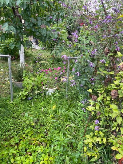 The image depicts an overgrown garden with a variety of plants, primarily featuring purple clematis flowers in bloom. Lush green foliage dominates the scene, with some plants exhibiting yellowing leaves, suggesting a transition in seasons or a need for care. Among the dense greenery, there are also some pink flowers and strawberry plants bearing small red fruits.
The garden appears somewhat wild and unkempt, with plants growing over fences and climbing structures. There are several metal poles and what looks like a wire mesh fence visible, suggesting the garden is part of a larger property. A white ceramic object, possibly a garden ornament, is partially visible amongst the plants, as is a wicker-like planter.
The lighting suggests it is daytime, and the overall impression is one of natural growth and abundance, albeit with a touch of neglect. There is no visible text in the image. The scene is consistent with a domestic garden setting in a temperate climate, possibly in Russia given the location context.